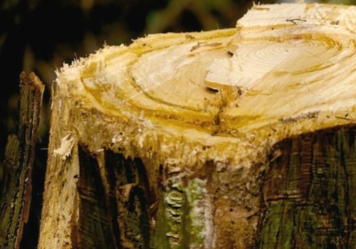 The Average Cost of a Commercial Tree Stump Grinding Job